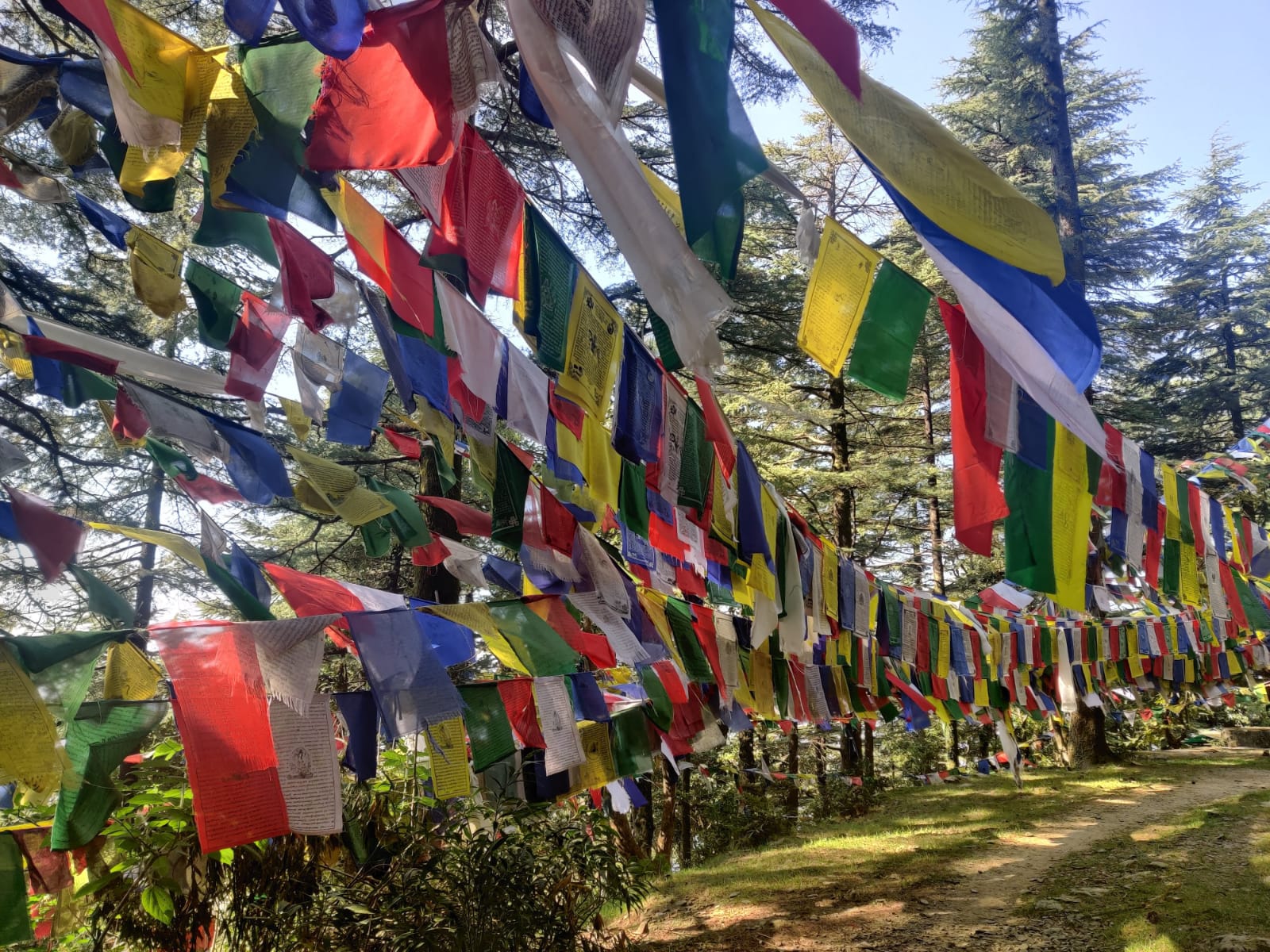 Йога-ретрит в Гималаи (Индия, Ришикеш и Дхарамсала) фото